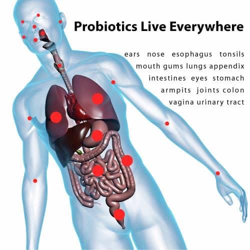 21 Amazing Facts About Probiotics  Probiotics.org