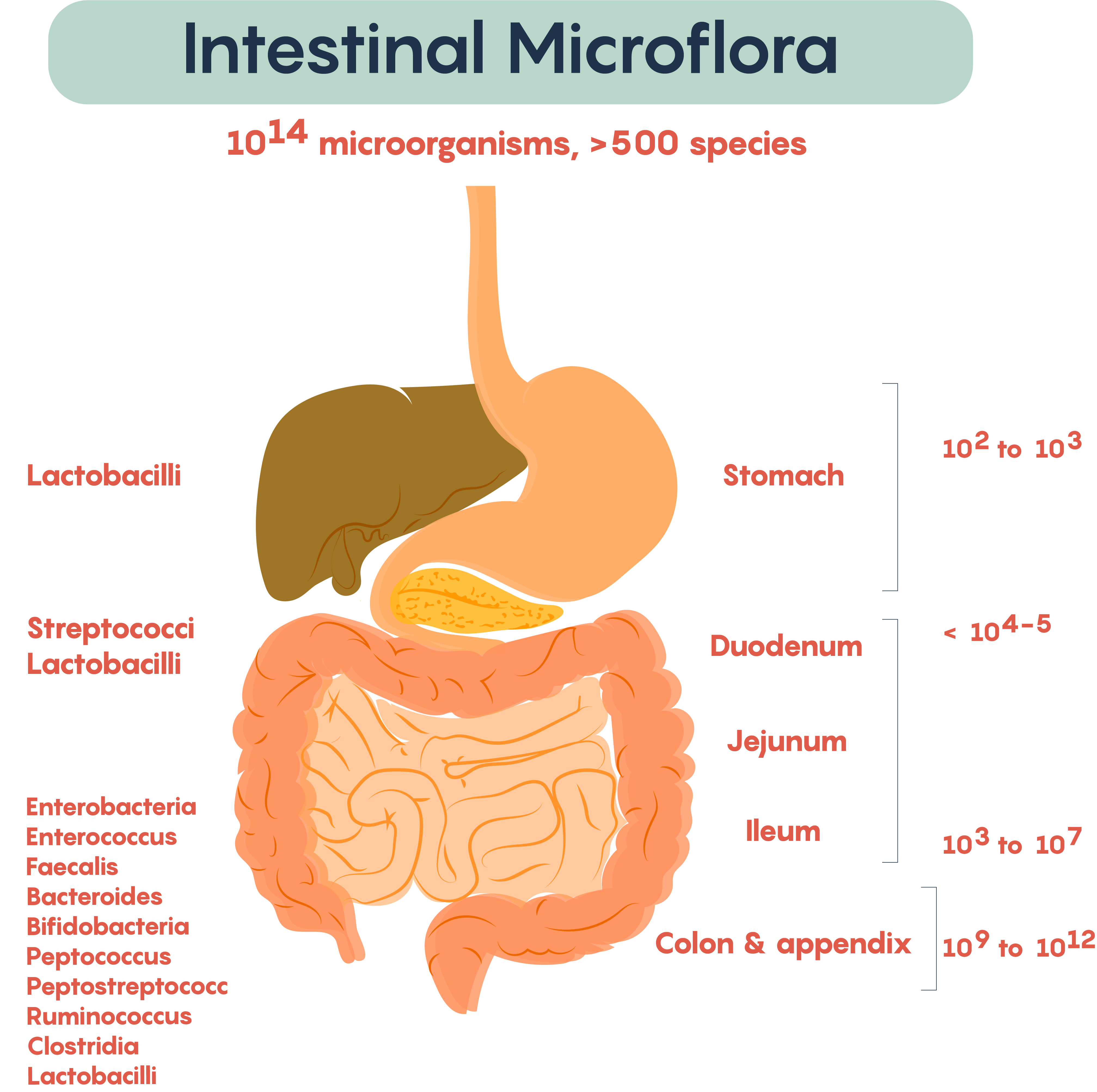 4.1 The Gut Microbiome and its Impact on the Brain ...