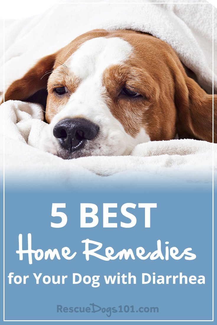 5 Proven Home Remedies for Your Dog with Diarrhea