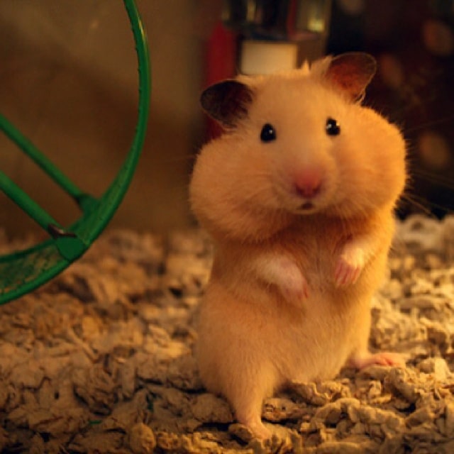 88 best Hamster Pics images on Pinterest