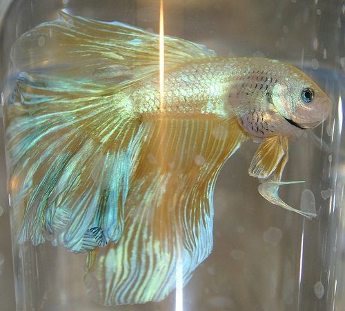 Bloated Belly In Betta Fish