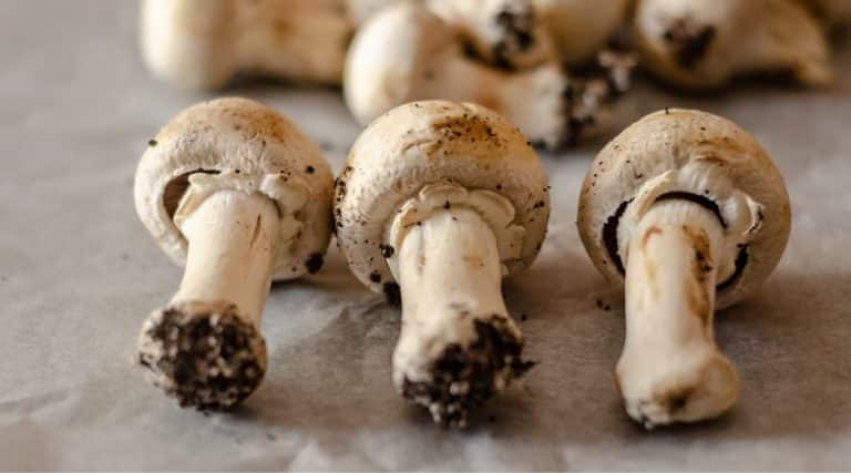 Can Dogs Eat Mushrooms? Are Mushrooms Toxic To Dogs?