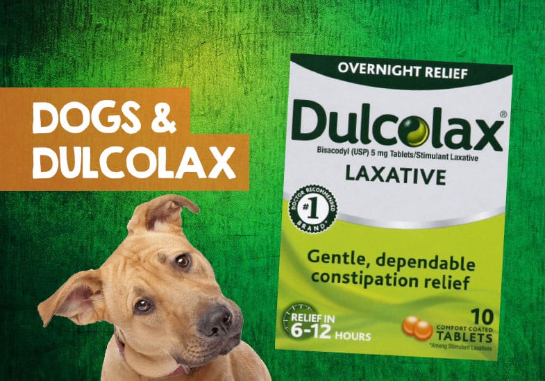 Can I Give My Dog Dulcolax for Constipation? + How Much is ...