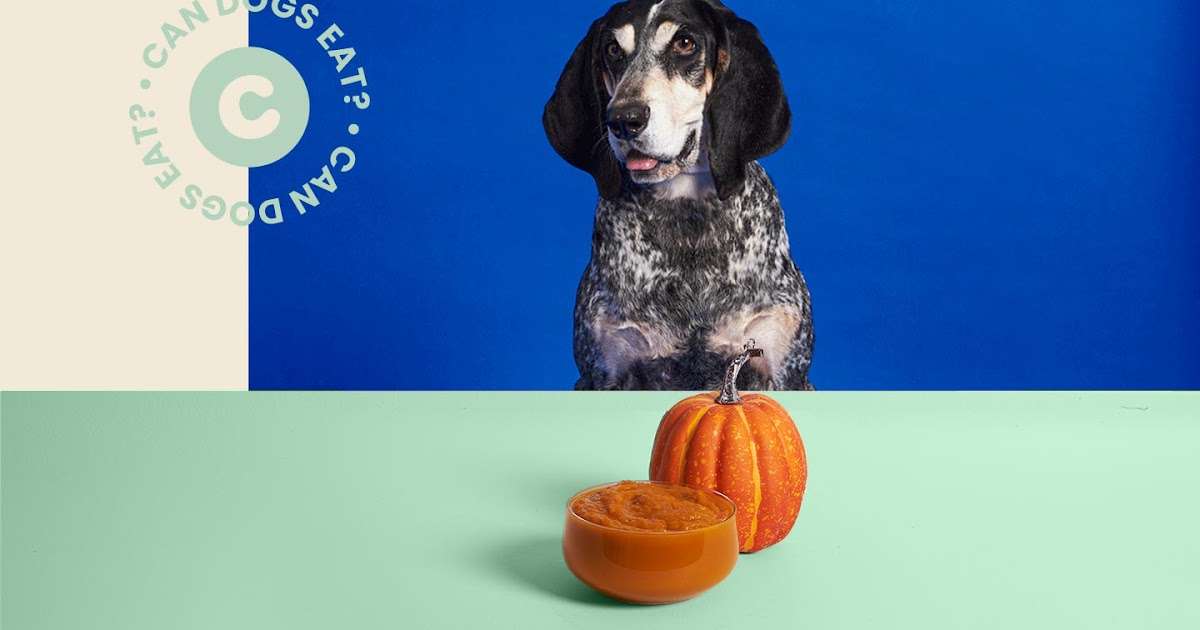 Can Pumpkin Stop Dog Diarrhea / Home Remedies For Dog Diarrhea ...
