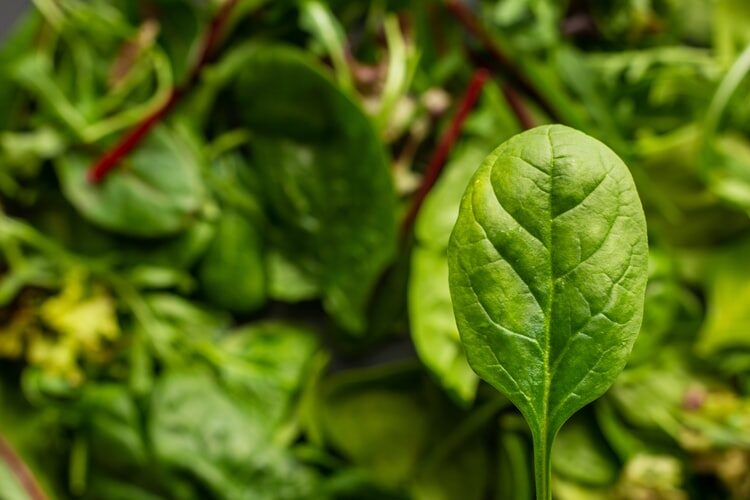 Can You Get Sick From Eating Expired Spinach?