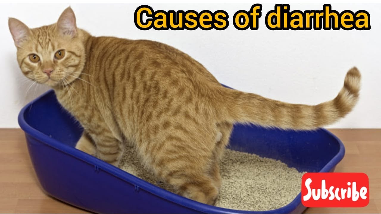 Causes of diarrhea in kittens