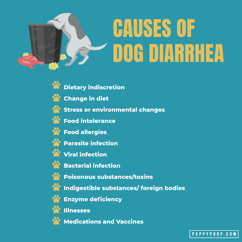 Causes of Dog Diarrhea to Keep Your Dog Healthy