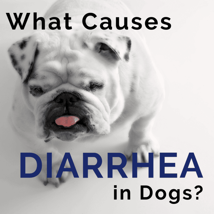 Diarrhea in Dogs: Causes and Treatment