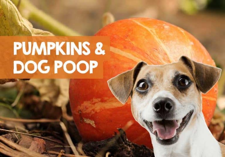 Does Pumpkin Make Dogs Poop (How Fast for Constipation)?