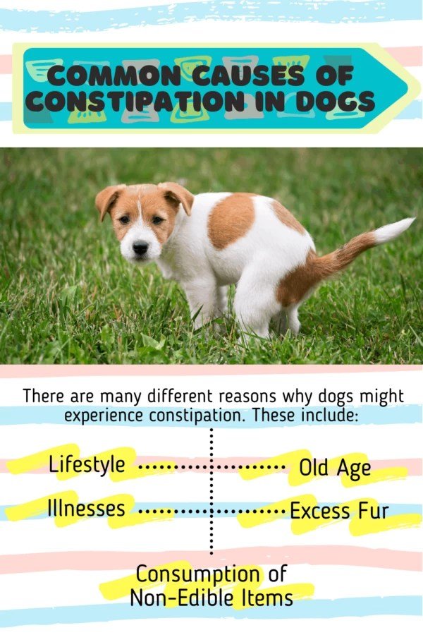 Dog Constipation: How To Treat It Effectively ...