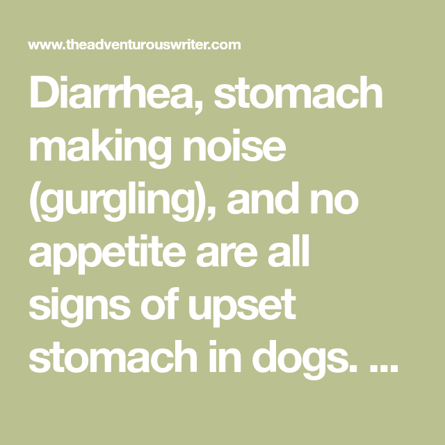 Dog Upset Stomach Noises