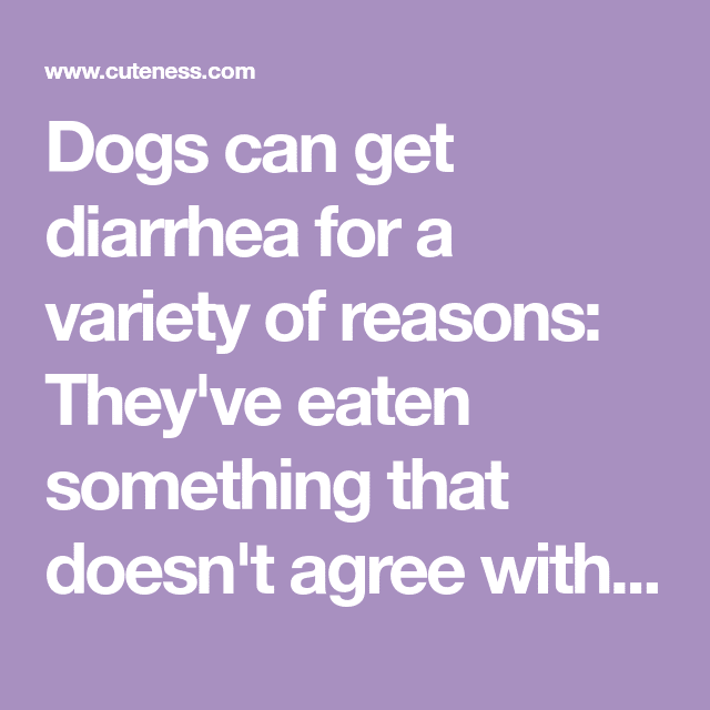 Dogs can get diarrhea for a variety of reasons: They