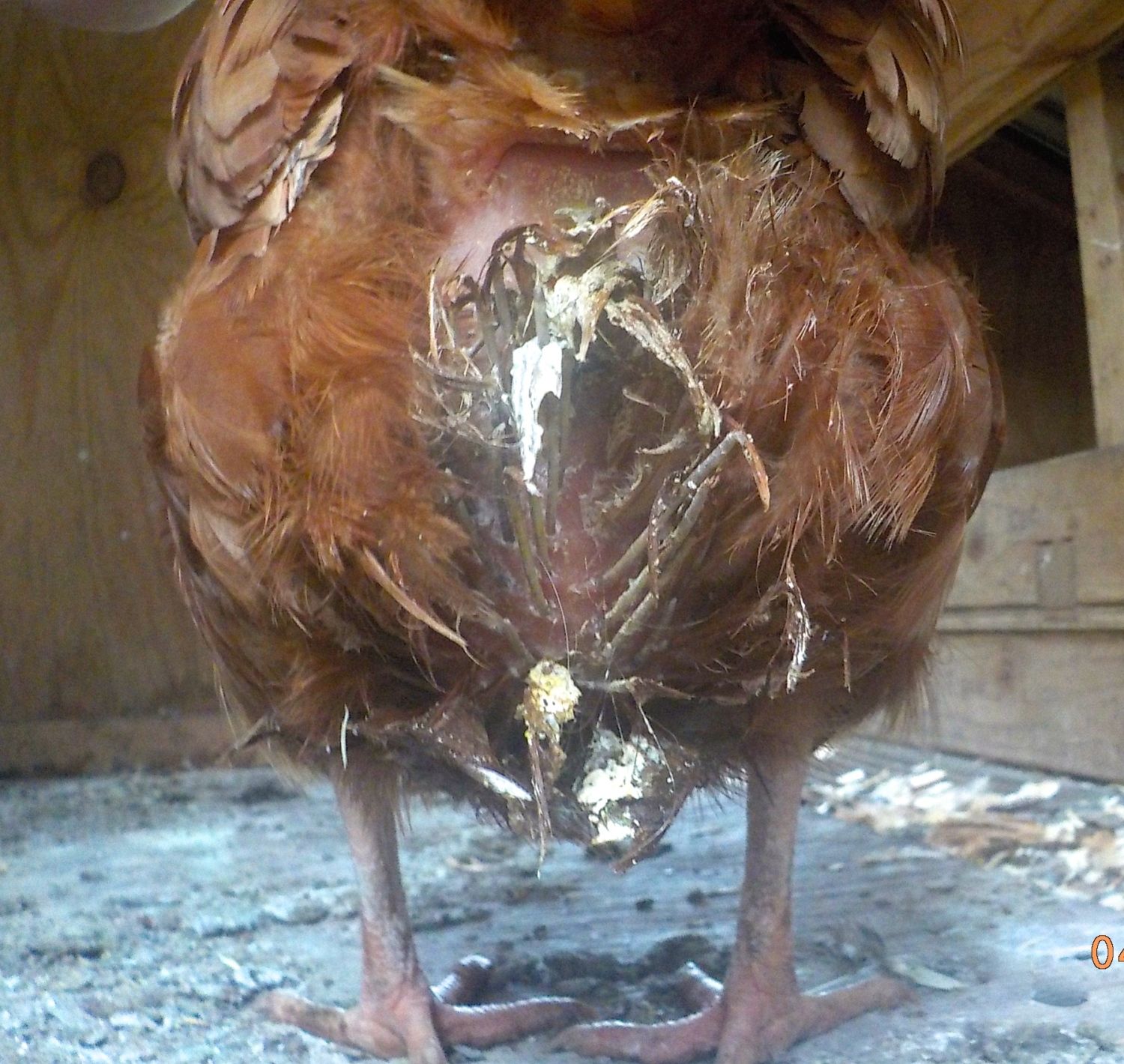 Emergency! Constipated/Eggbound Hen? Please Help! Pics!