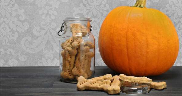 How Much Pumpkin Can I Give a Dog for Constipation?