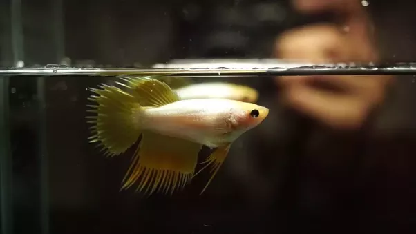 How to determine if a Betta fish is pregnant