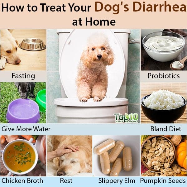 How to Treat Your Dog