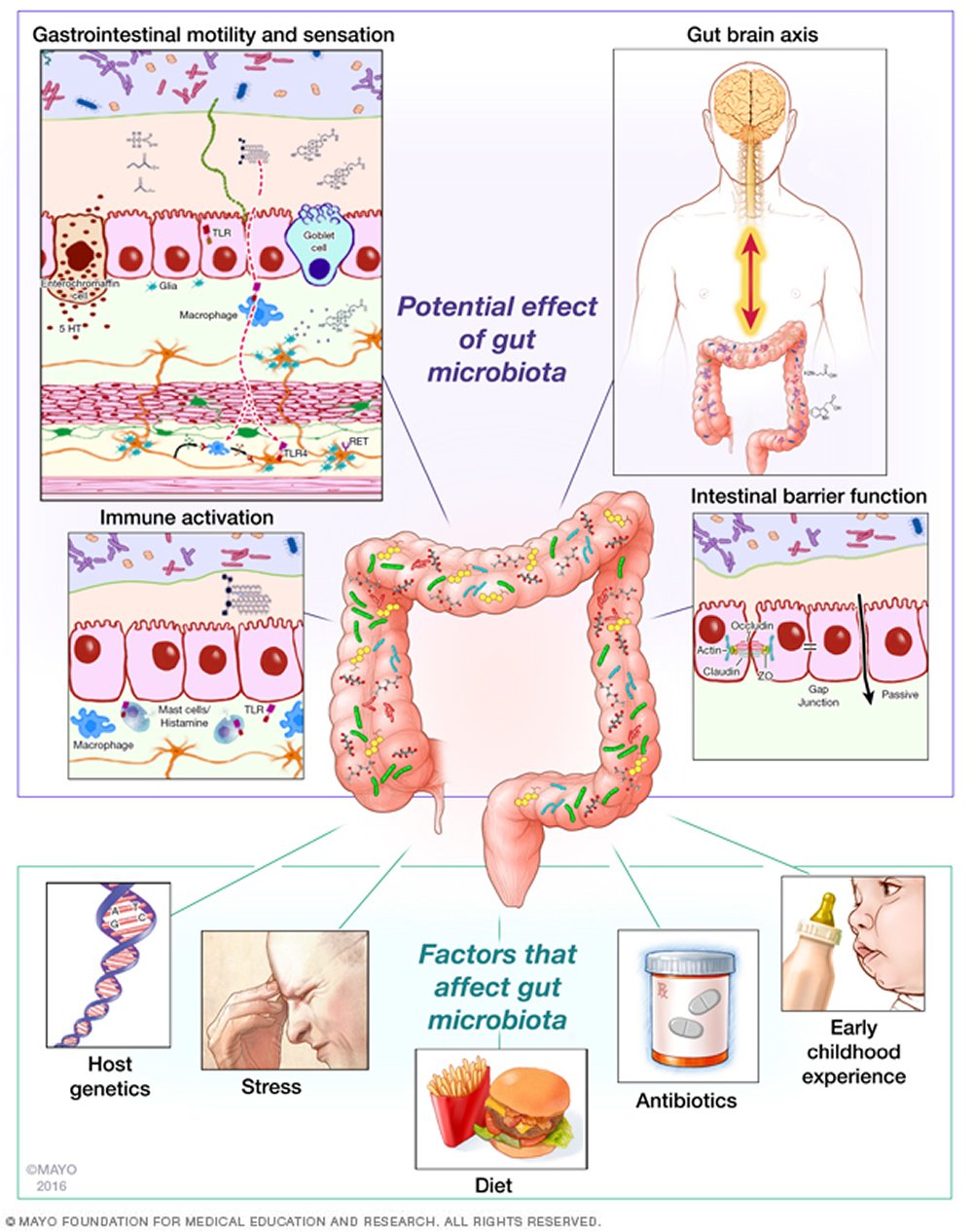 How your Gut Microbiome can cause Obesity, Heart Disease