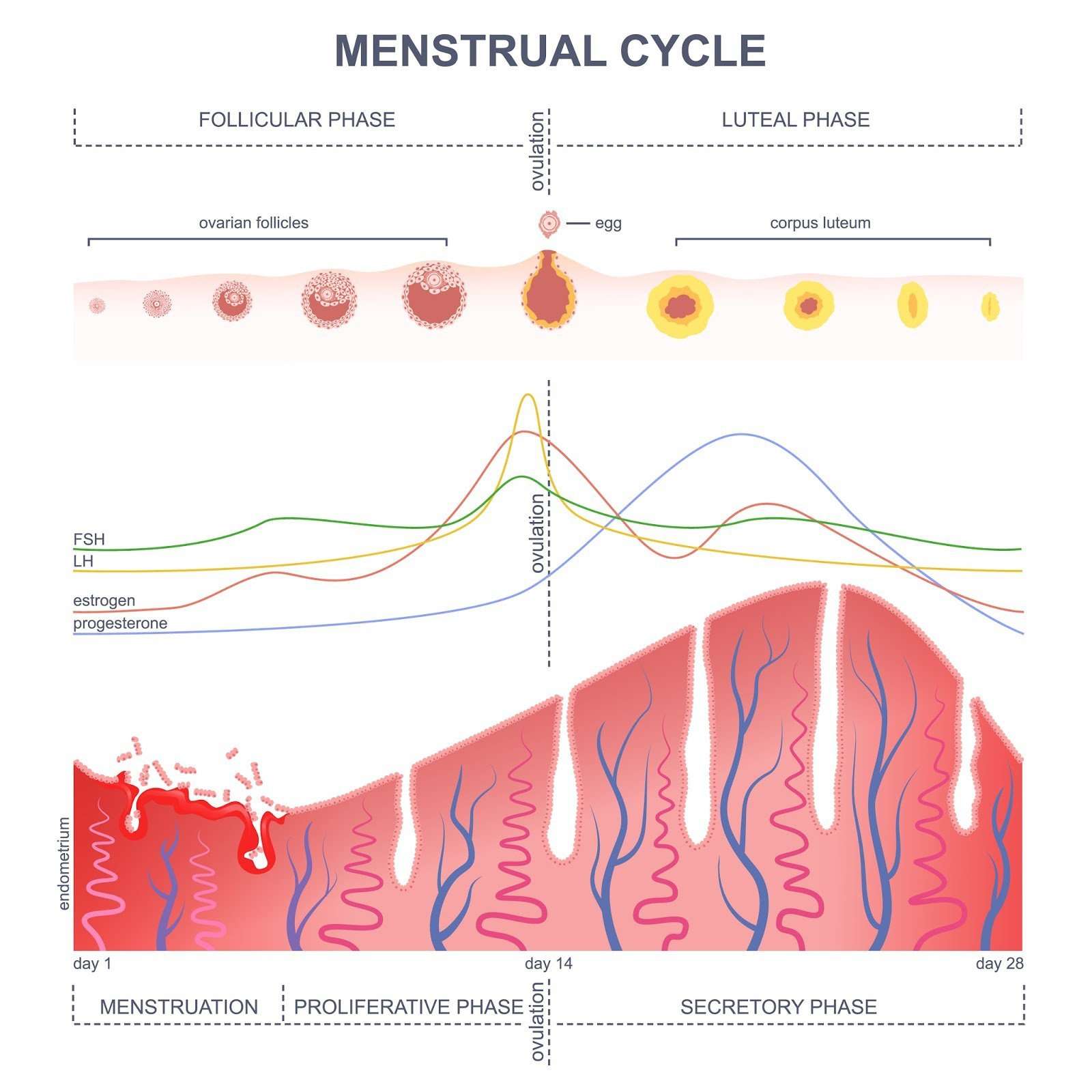 IBS and the menstrual cycle