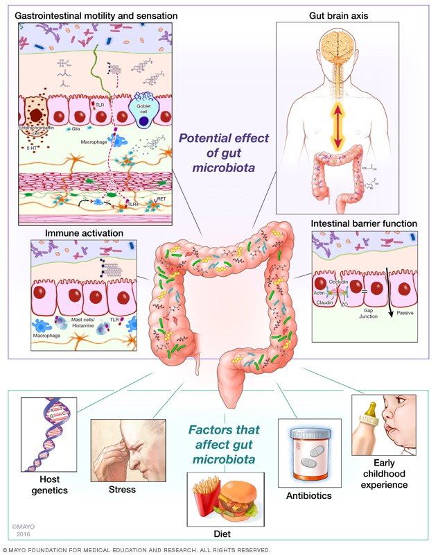 Impact of Gut Microbiota on Host Physiology