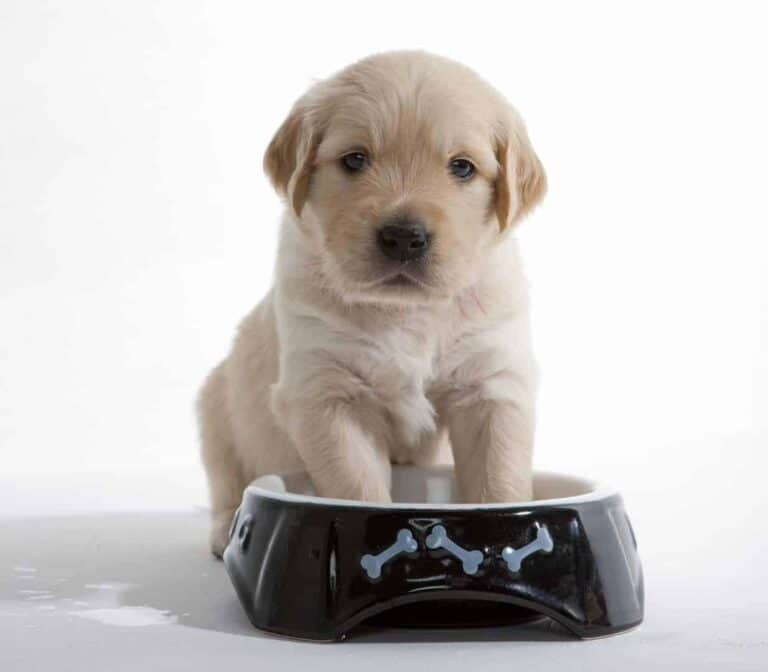 Nighttime Diarrhea Causes In Puppies: 4 Daunting Possibilities ...