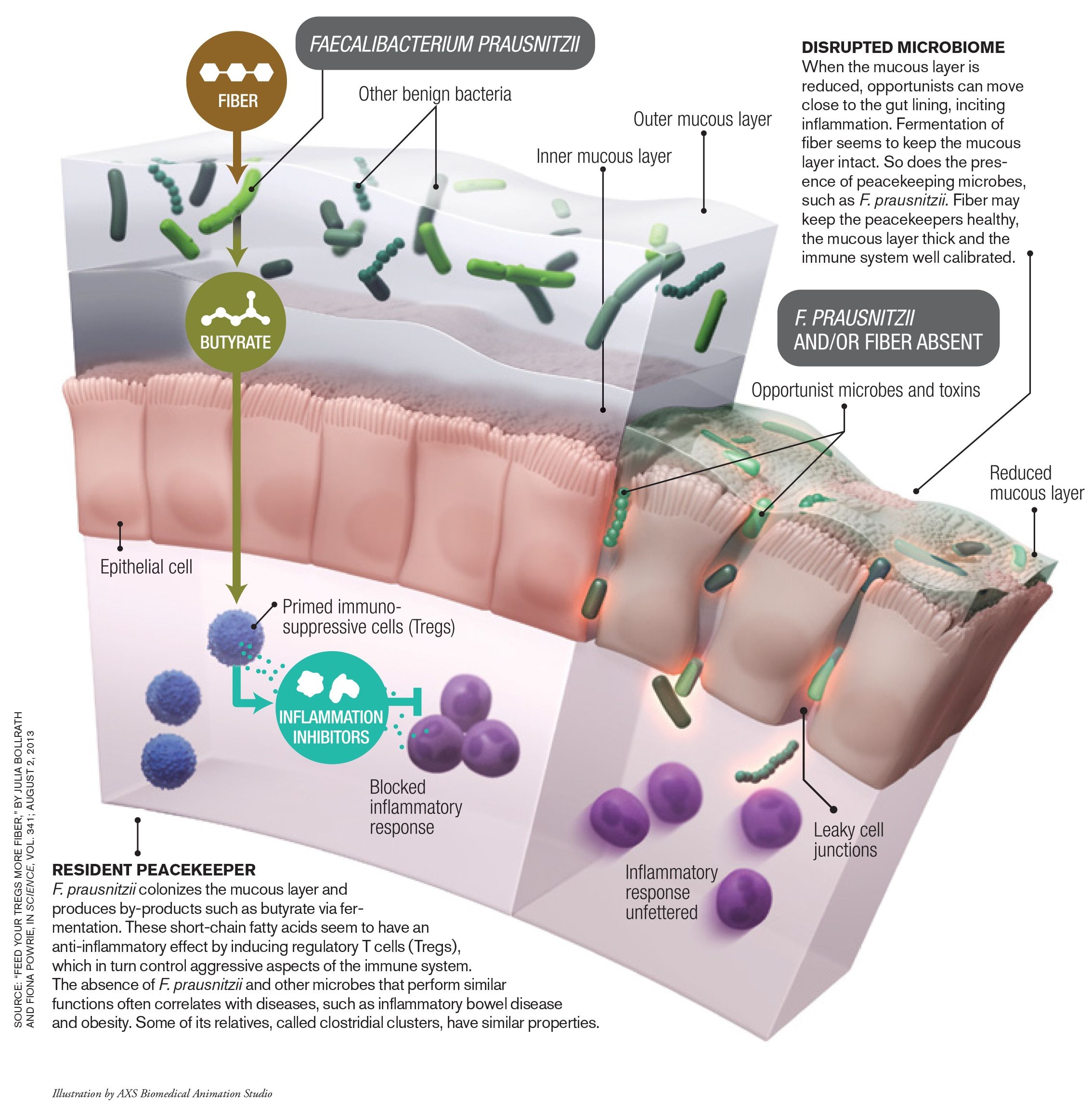 Pin by Natren Probiotics on How Do Probiotics Work ...