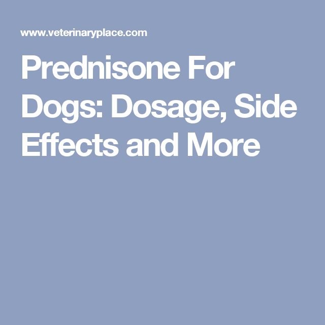 Prednisone For Dogs Side Effects