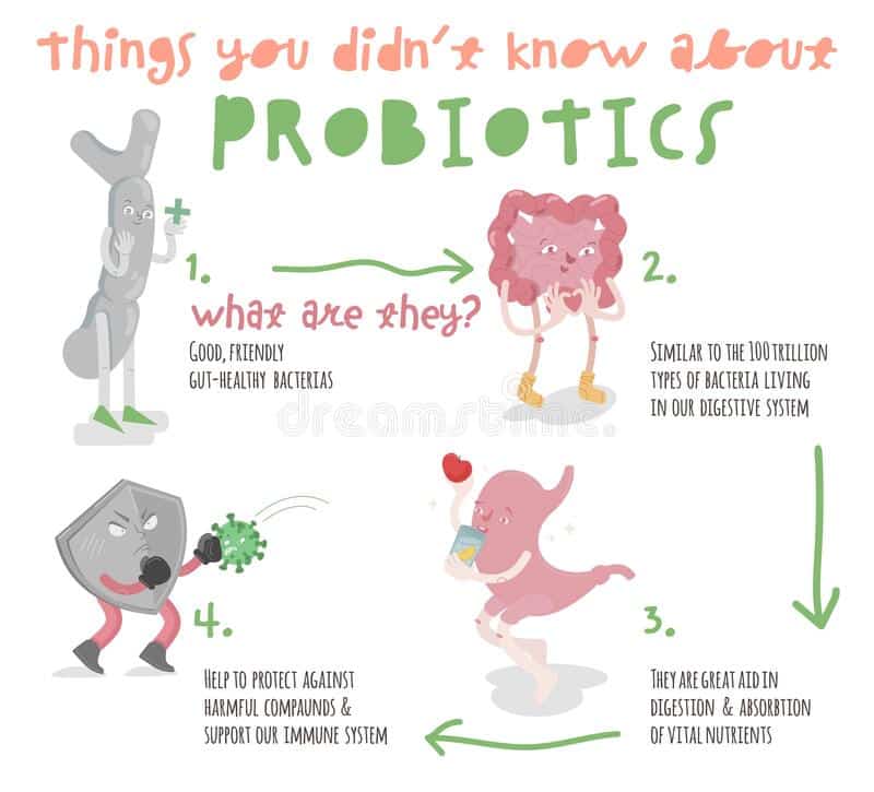 Probiotic Function Stock Illustrations â 21 Probiotic Function Stock ...