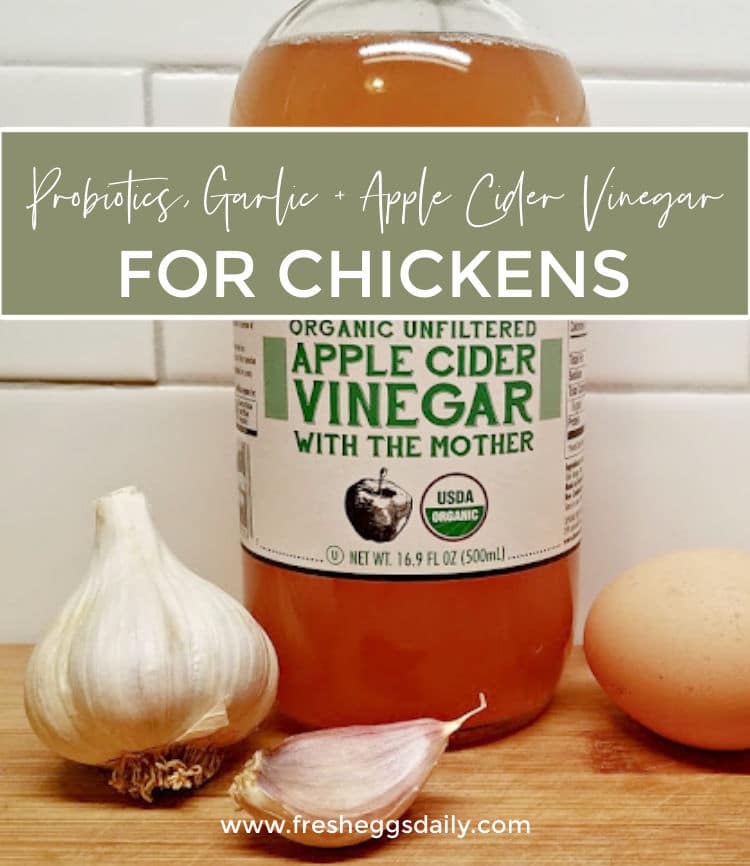 Probiotics, Garlic and Apple Cider Vinegar for Happy, Healthy Chickens ...