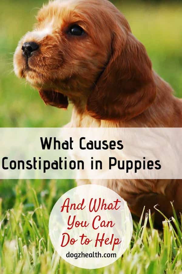 Puppy Constipation Causes