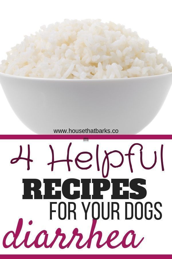 Recipes to stop your dog