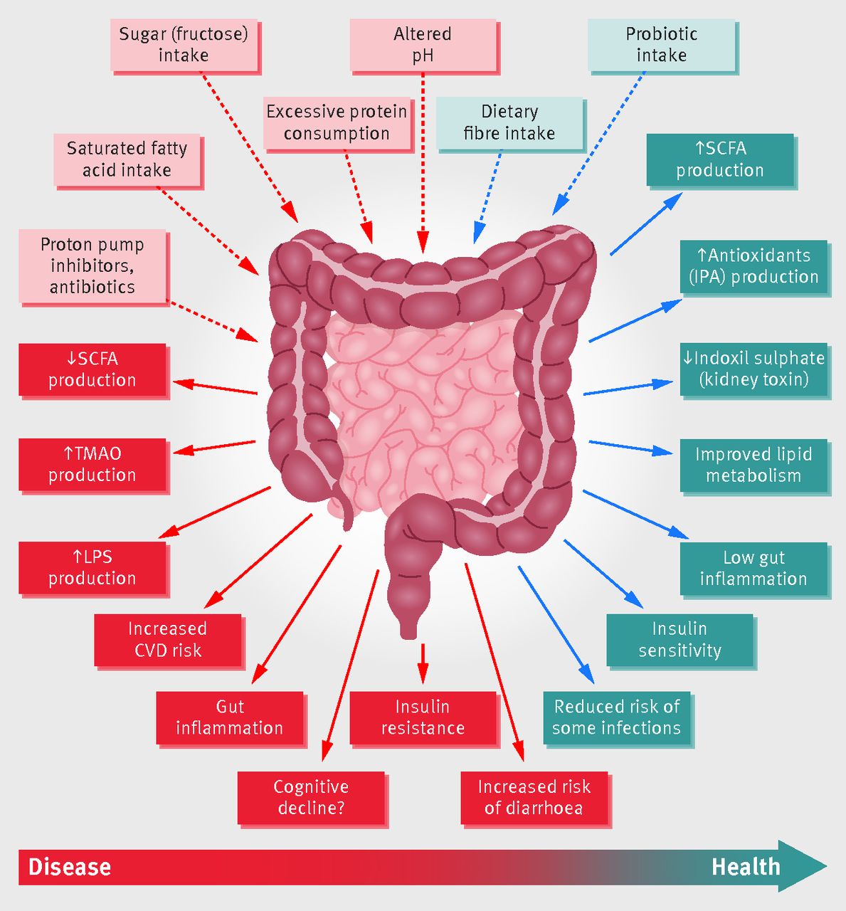 Role of the gut microbiota in nutrition and health