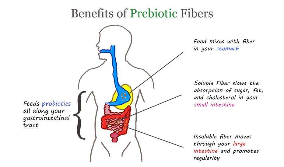 Should You Take Probiotics and Prebiotics Together ...