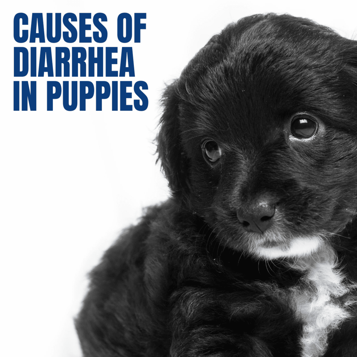 The Causes of Diarrhea in Puppies