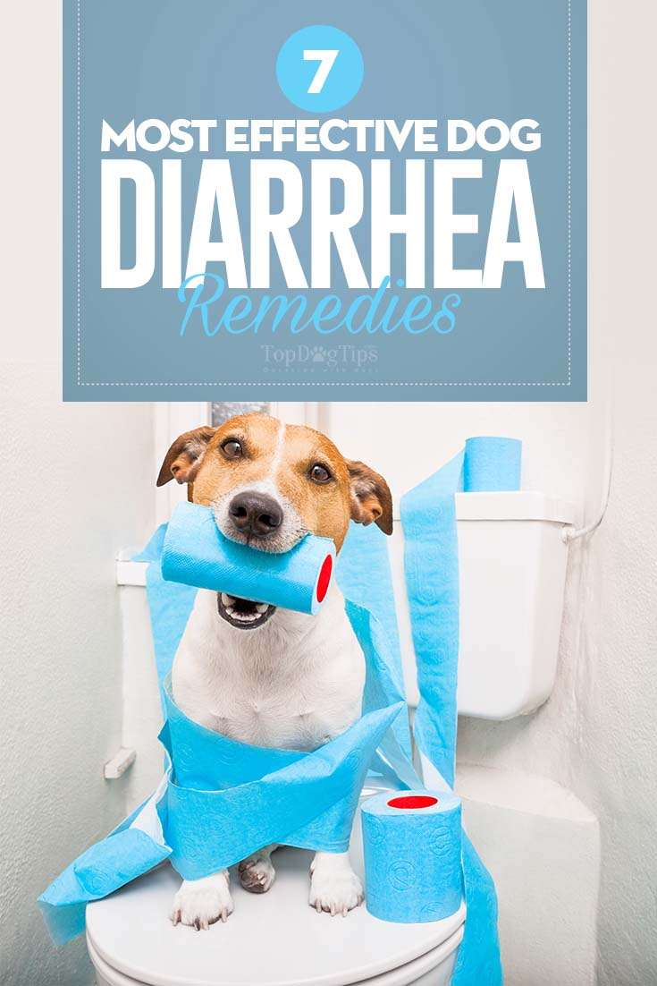 Top 7 Best Dog Diarrhea Remedies in 2017