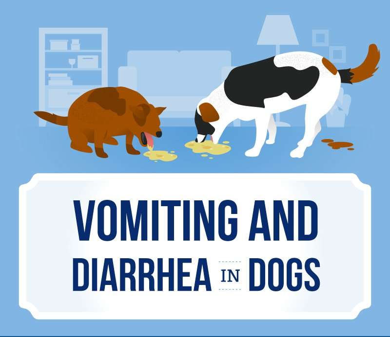 What can you give dogs for diarrhea and vomiting ...