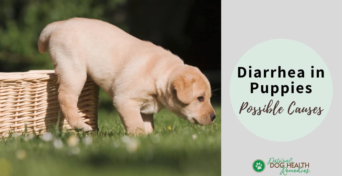 What Causes Diarrhea in Puppies?