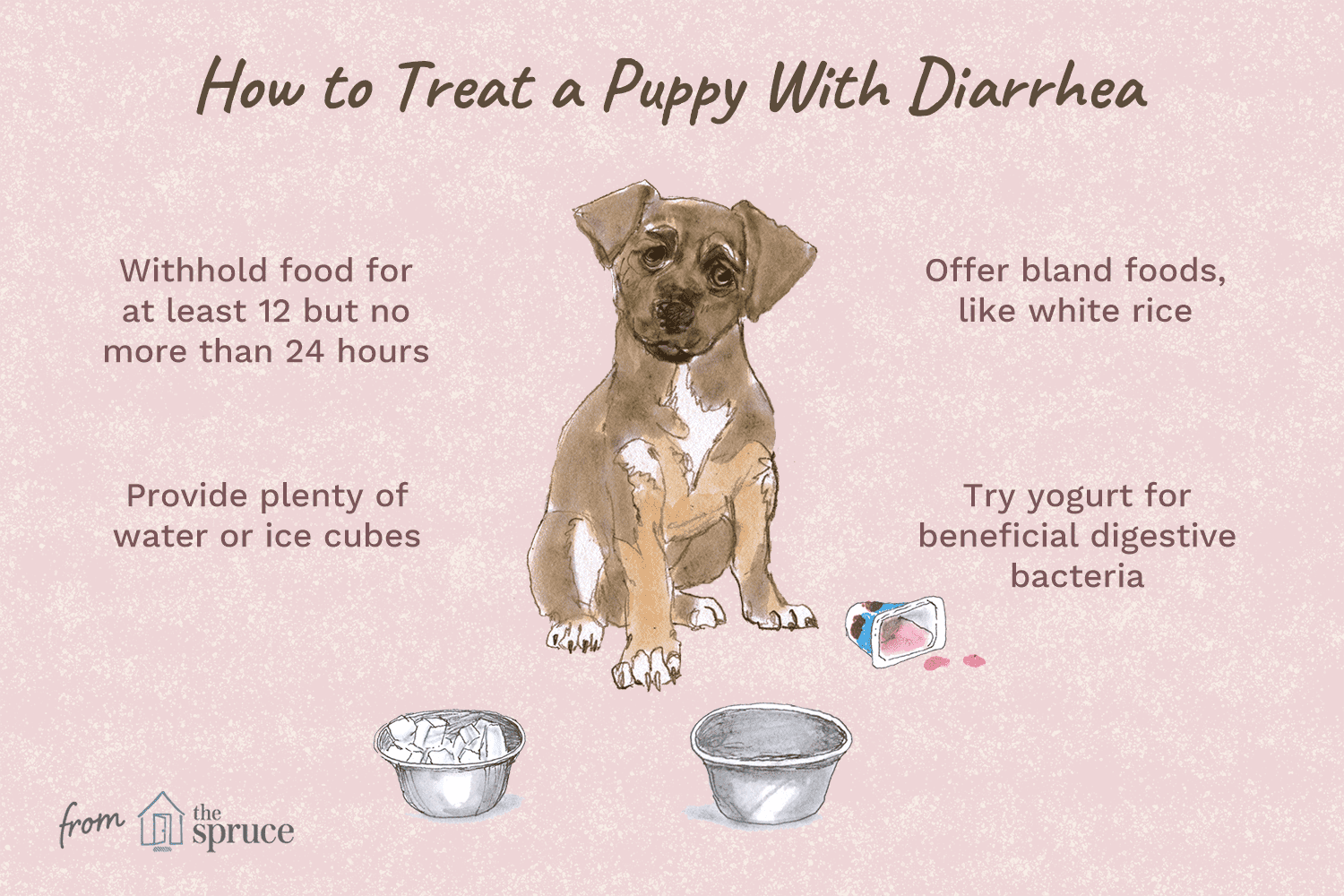 What to Do if Your Puppy Has Diarrhea