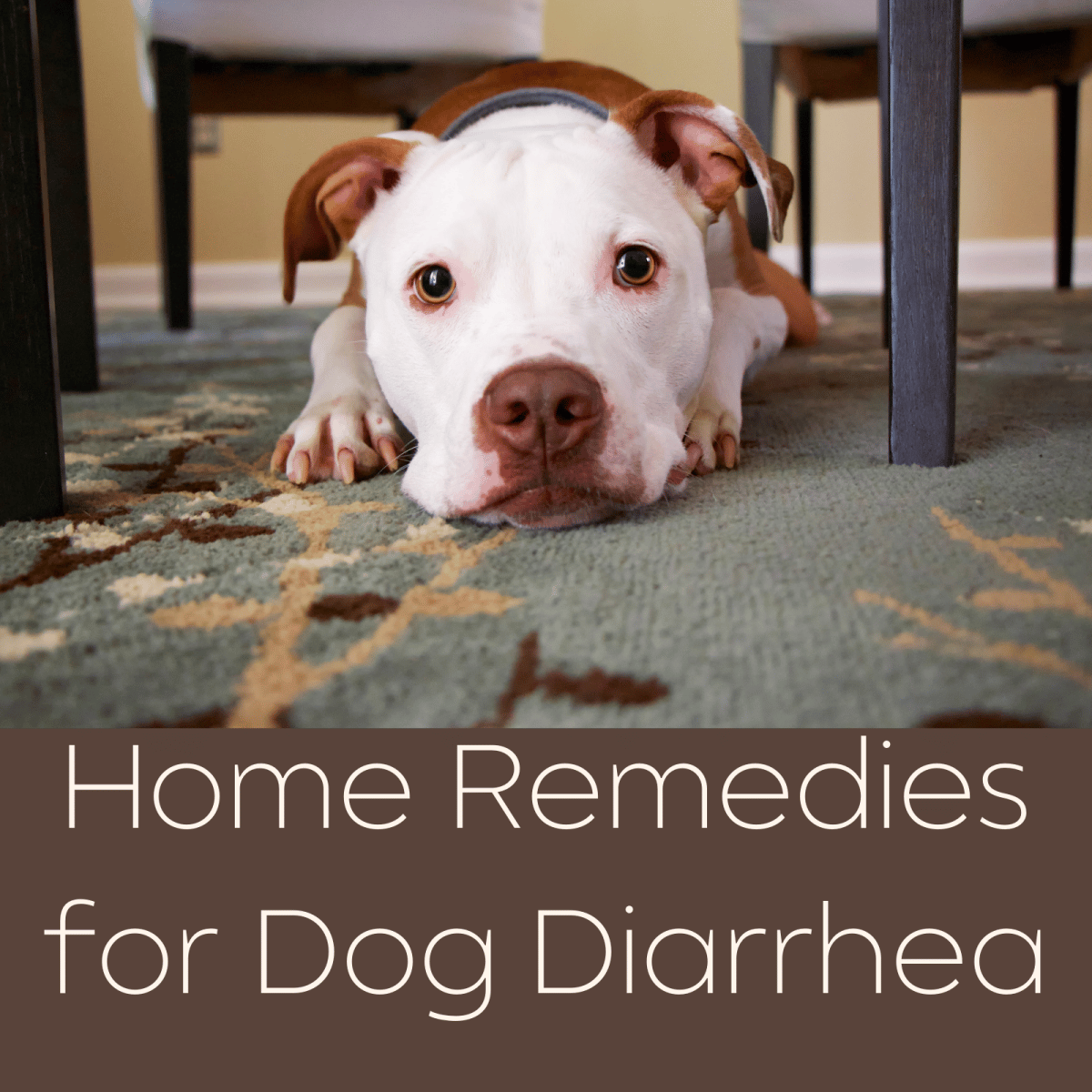 What To Give My Puppy With Diarrhea