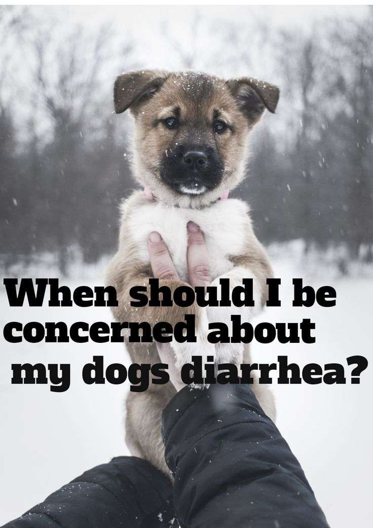 When should I be concerned about my dogs diarrhea?